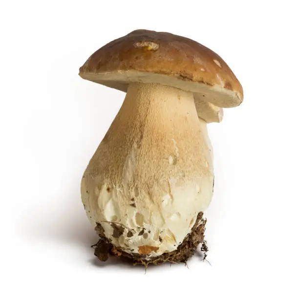 Boletus edulis mushroom isolated on white background, clipping path included into jpeg