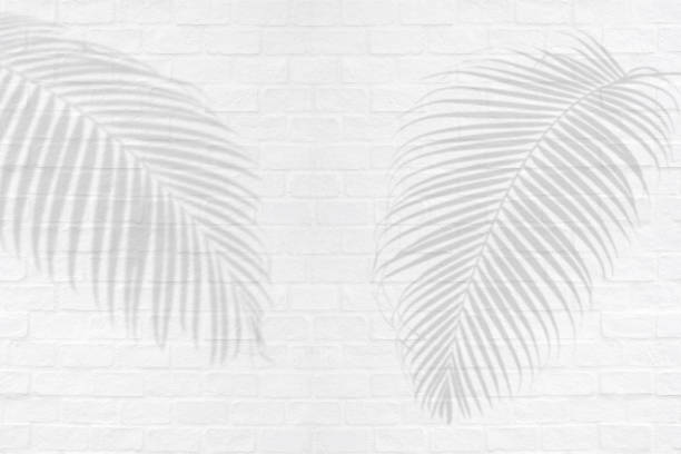 istock Tropical palm leaves shadows on white brick wall texture background. 1056336480