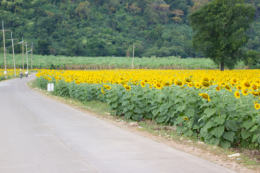 , It is the largest sunflower field and Behind the beautiful mountain.