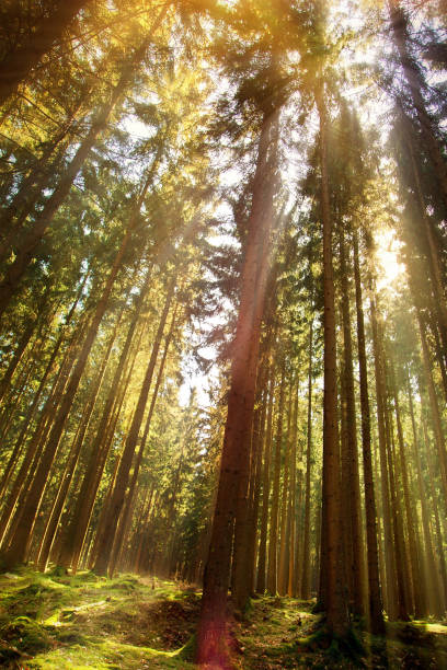 istock Bautiful Forest in Autumn Season and Sunlight 1056336748