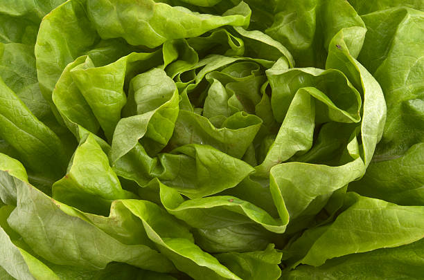 istock salad vegetable diet vegetarion food nature 105633751