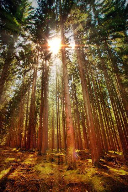 istock Bautiful Forest in Autumn Season and Sunlight 1056337572