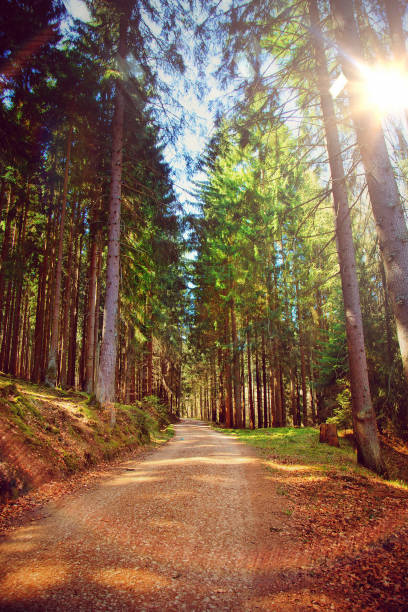 istock Beautiful Green Forest in Nature 1056340798