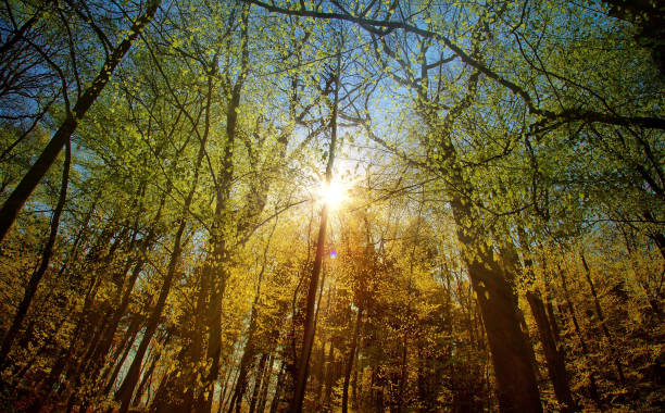 istock Bautiful Forest in Autumn Season and Sunlight 1056341286