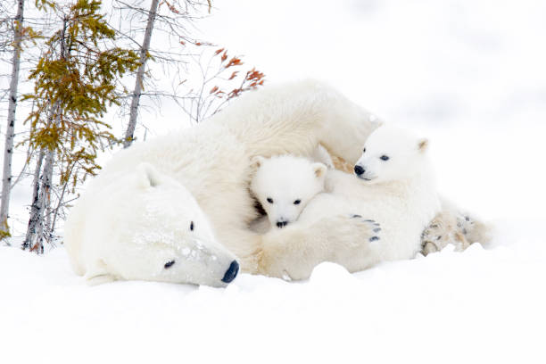 Polar bear (Ursus maritimus) stock photo
