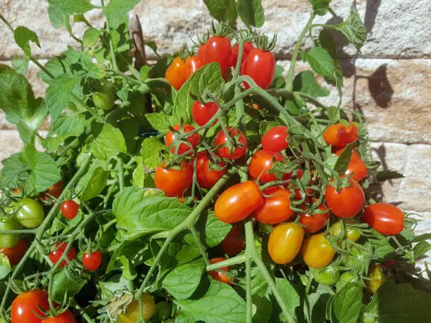 Plum-bush tomato, Romello, F1, tomato, lycopersicon, esculentum
