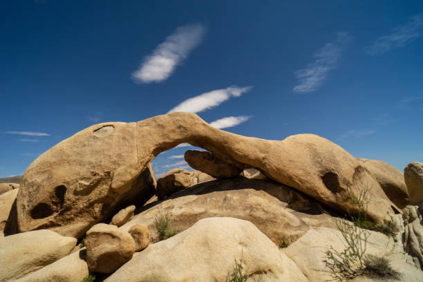 The Joshua tree national park