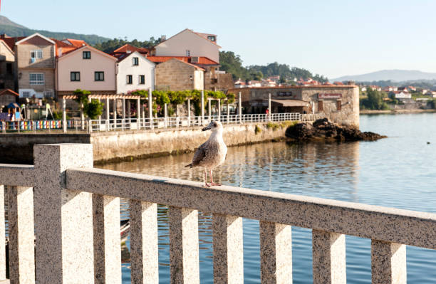 Seagull in Combarro, Galicia, Spain Typical seagull at Combarro, province of Pontevedra, region Rias Bajas, Galicia, northwestern shore of Spain. möwe stock pictures, royalty-free photos & images