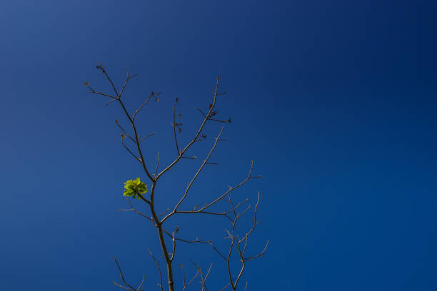 istock abstract dry tree and one green leaf on clear blue sky - can use to display or montage on product 1056352194
