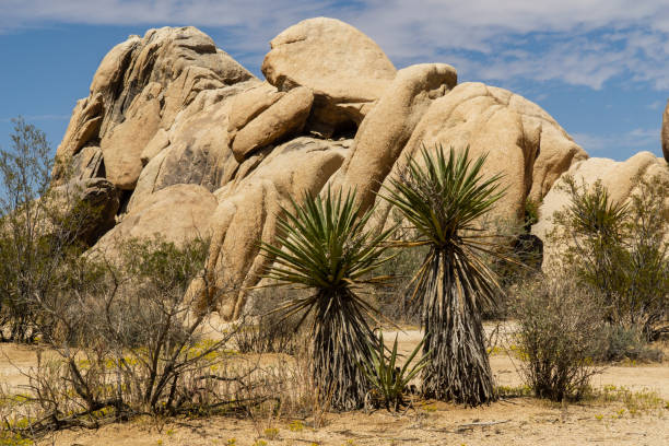 istock The Joshua tree national park 1056353116