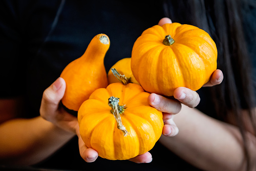 Hands of teenage girl holding a bunch of small decorative pumpkins for Halloween. Her face is not showing. Horizontal indoors waist up shot with copy space.