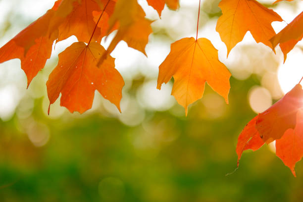 A beautiful autumn background with colorful leaves.