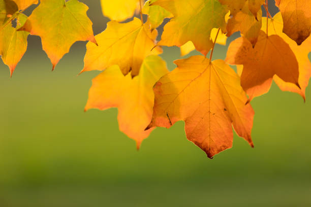 A beautiful autumn background with colorful leaves.