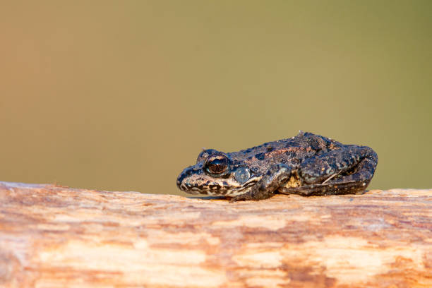 istock Small Green Marsh Frog (Pelophylax ridibundus) basking in the sun 1056359446