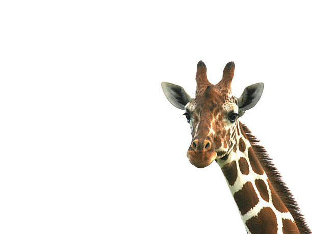 istock Head and neck of giraffe on white background 105636286