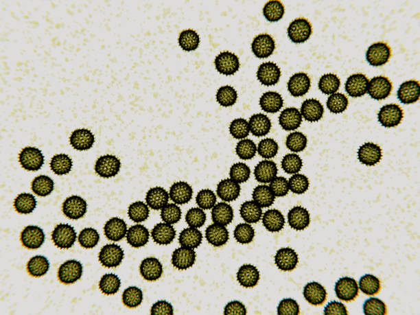 Hepatitis C viruses (HCV) cause liver inflammations and cirrhosis
