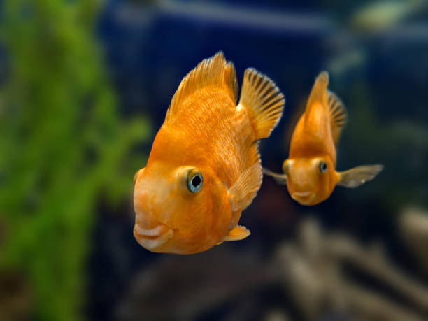 istock Two orange fish in home aquarium 1056364282