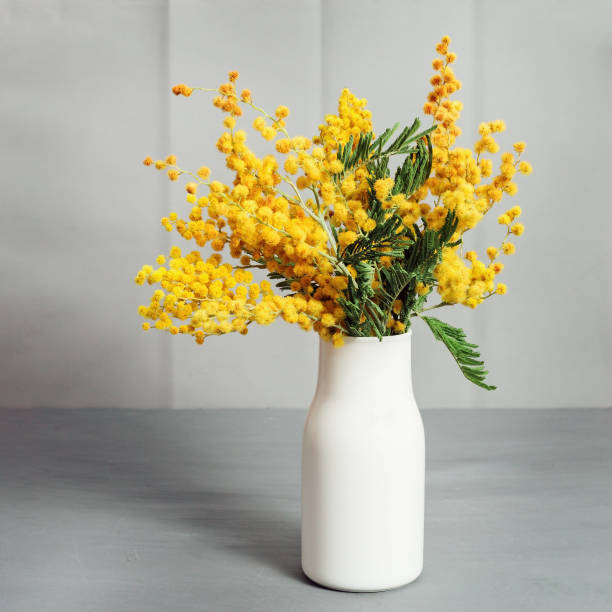 un ramo de flores de mimosa en un florero de cerámica blanco sobre una mesa gris. enfoque selectivo. - jarrón fotografías e imágenes de stock