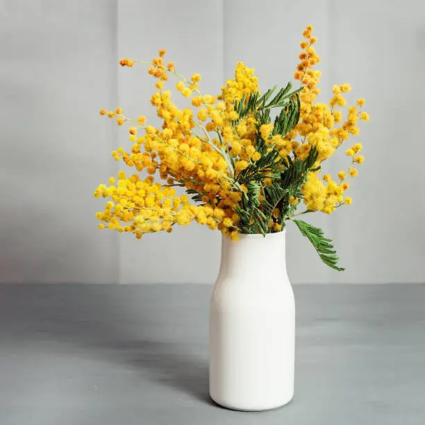 Photo of A bouquet of mimosa flowers in a white ceramic vase on a gray table. Selective focus.