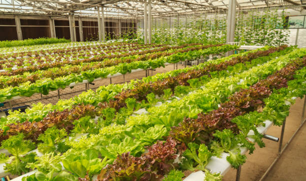 istock Hydroponic butterhead lettuce farm. 1056365632