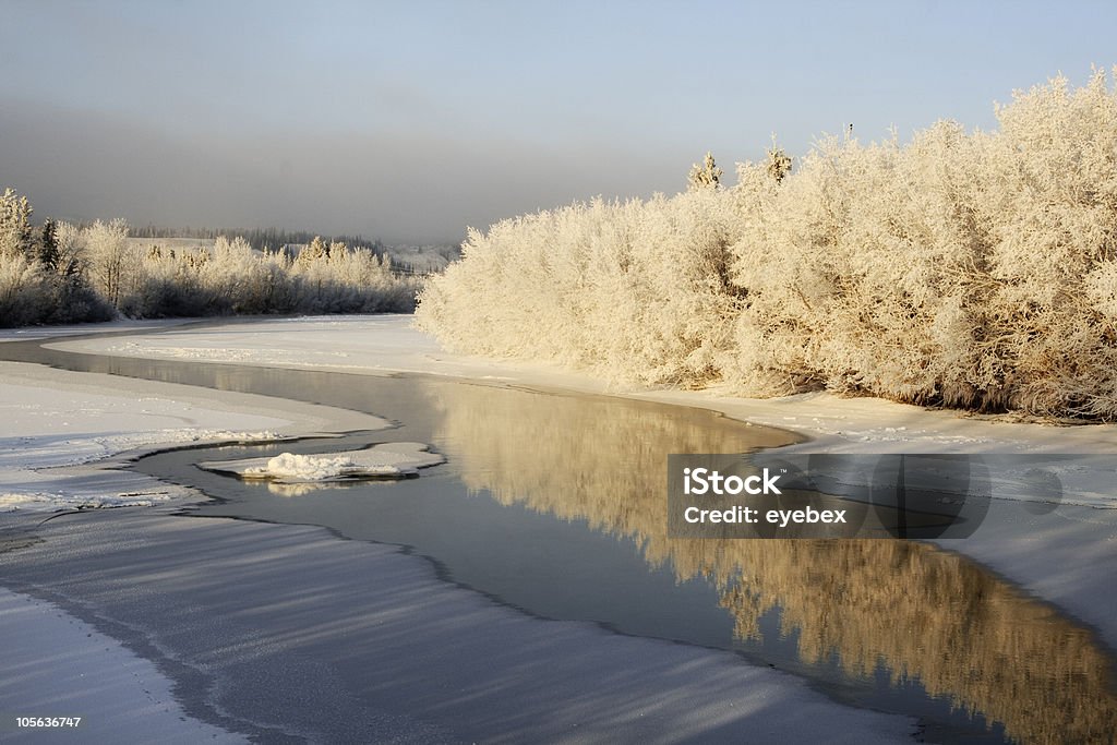 Frosty Yukon River early season ice and hoar covered trees reflecting in a partially frozen river with golden evening light and long winter shadows Frozen Stock Photo