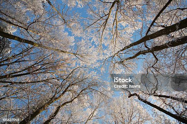 Widok Na Korona Drzewa W Snowy Forest - zdjęcia stockowe i więcej obrazów Bez ludzi - Bez ludzi, Bezchmurne niebo, Drzewo liściaste