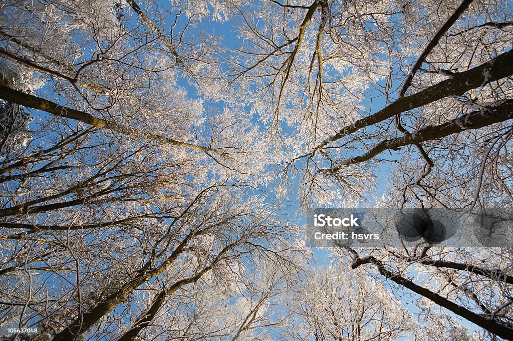 Vista da copa da árvore na floresta de neve - Foto de stock de Copa royalty-free