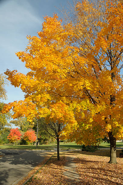 istock Autumn Neighborhood 105637227