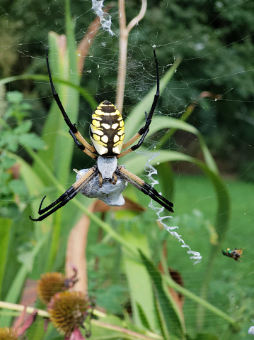 Black and Yellow Orb-Web Spider killing Prey