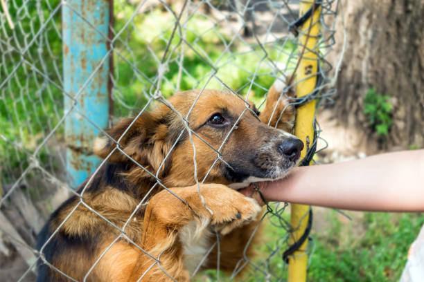 outddor homeless animal shelter. sad mongrel dog happy visitor shelter. girl choosing a dog for adoption. girl volunteer in the nursery for dogs. shelter for stray dogs. - aviary imagens e fotografias de stock