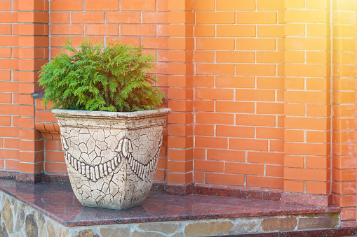 Green thuja brabant, thuya occidentalis in clay pot on brick wall background. Beautiful green conifer tree in big decorative pot on the granite step. Miniature tree as ornament on terrace.