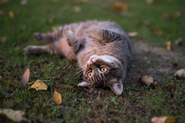 istock Tabby Cat Relaxing in The Garden 1056374054