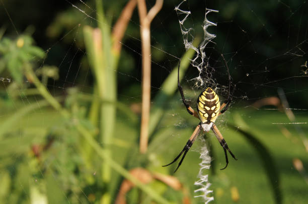 istock Black and Yellow Orb-Web Spider killing Prey 1056374078