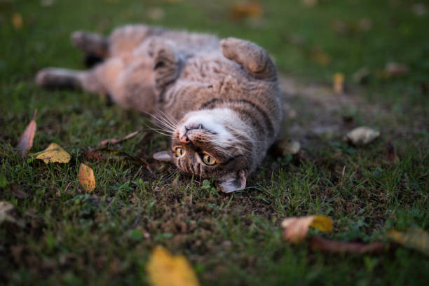 istock Cat Lying In The Garden 1056374306