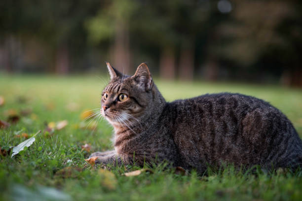 istock Relaxing Cat Sitting and Looking For Something 1056374354