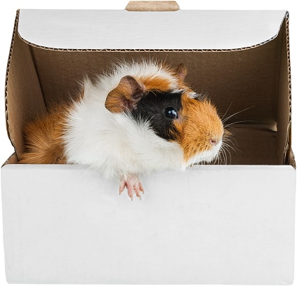 Guinea Pig in a Carton Box