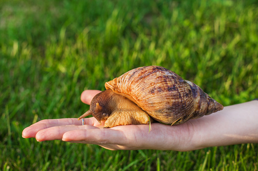 Big snail sitting on a woman's hand on a grass background