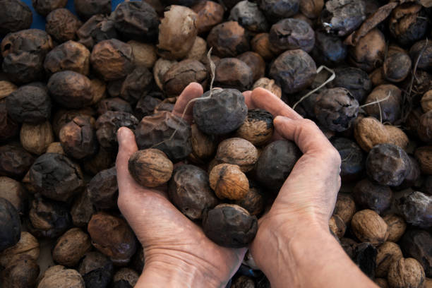 istock Top view of woman hands holding walnuts, space for text 1056378448