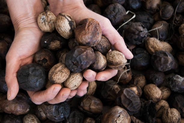 istock Top view of woman hands holding walnuts, space for text 1056378450