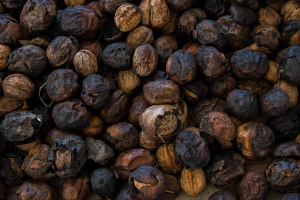 istock Raw walnuts background, healthy food industry concept 1056378550