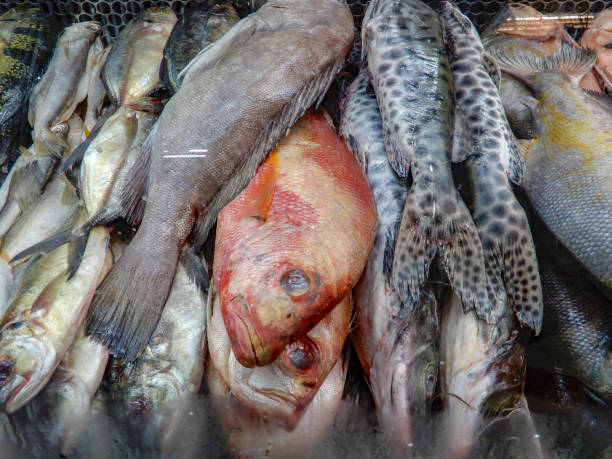 istock Fish showcase, Mercado Central in Belo Horizonte, Minas Gerais 1056378784