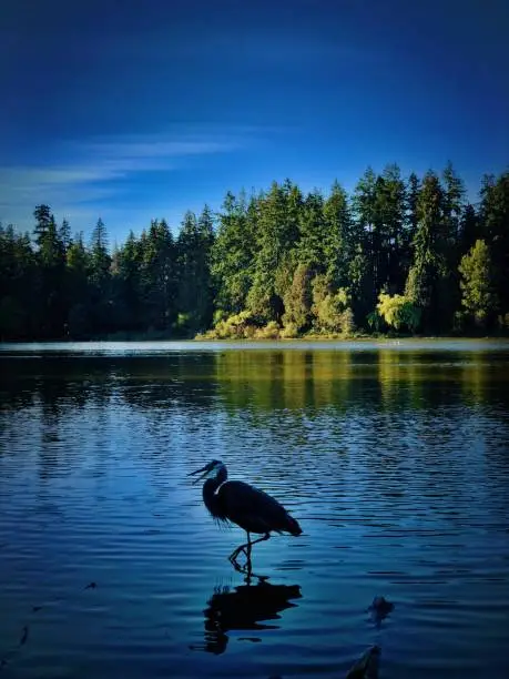 silhouette photo of a heron on a late afternoon