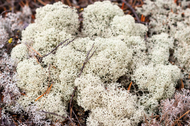 istock Lichen of Yagel, Cladonia rangiferina 1056380802
