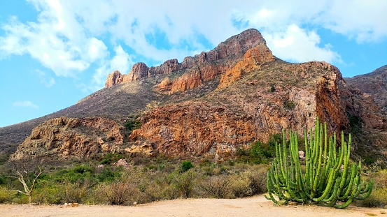 Cactus en el desierto de Sonora photo