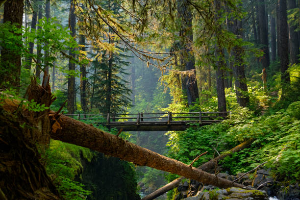 Bridge over Sol Duc The bridge overlooking Sol Duc Falls olympic peninsula photos stock pictures, royalty-free photos & images