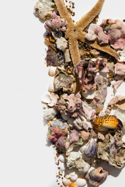 istock Seashells, crab claw, stones, corals, starfish on white background, travel conception 1056385952