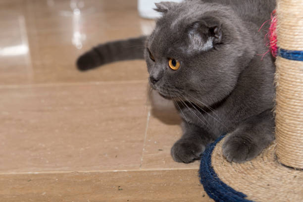 istock × Playhouse in our cat house 1056385964