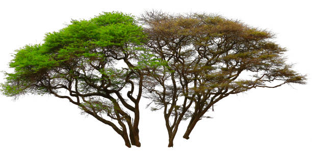 istock Twin Trees but different color leaf  isolate on white background. May use for retouch or graphic design. 1056387584