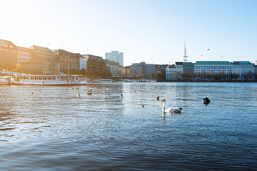 birds on Binnenalster Lake in Hamburg, Germany on sunny day in autumn