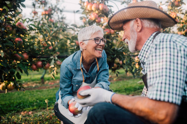 Senior couple working at apple orchard